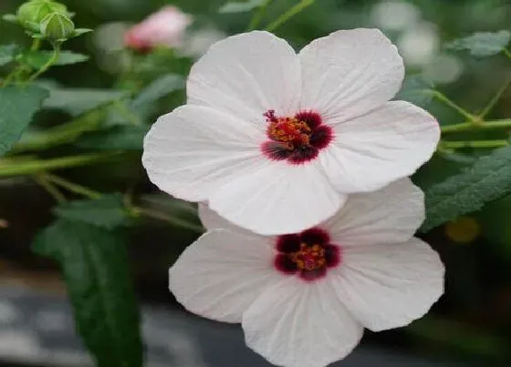 植物百科|木槿开花吗 开花什么样子