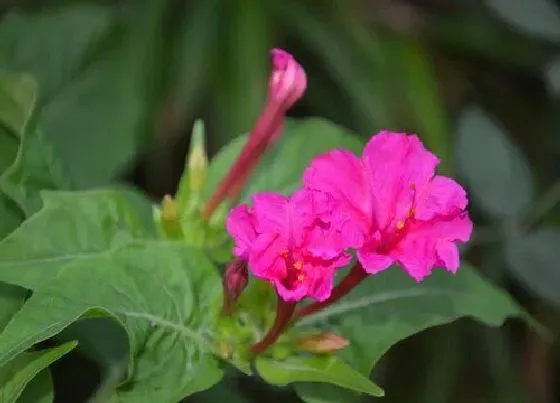 花期|紫茉莉花期是什么时候