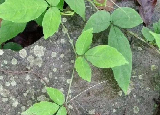 种植方法|三叶青怎么种植 栽培方法与种植技术