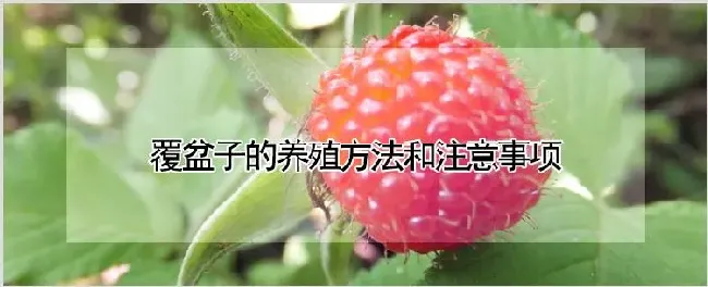 覆盆子的养殖方法和注意事项 | 耕种资料