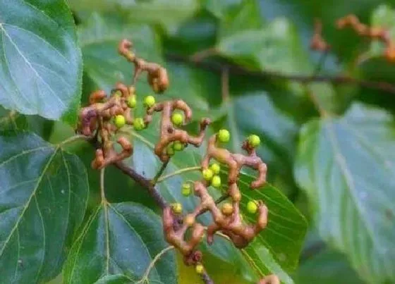 果实成熟|鸡爪梨什么季节成熟