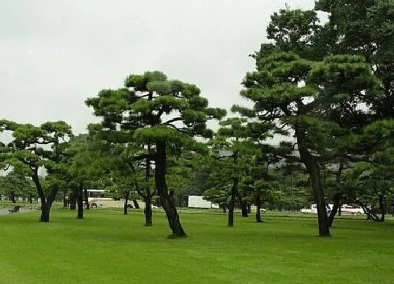 植物排行|大阪松哪个品种最名贵 大阪松分几个品种哪个贵