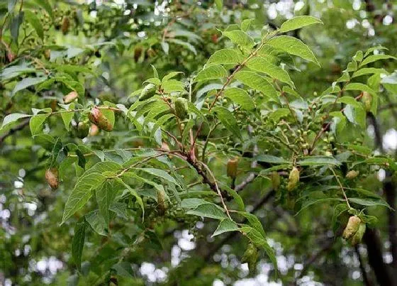 树之最|粉色的树有哪些