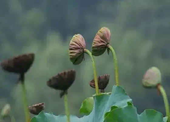 植物香味|荷花有香味吗