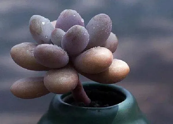 植物浇水|桃蛋多久浇一次水