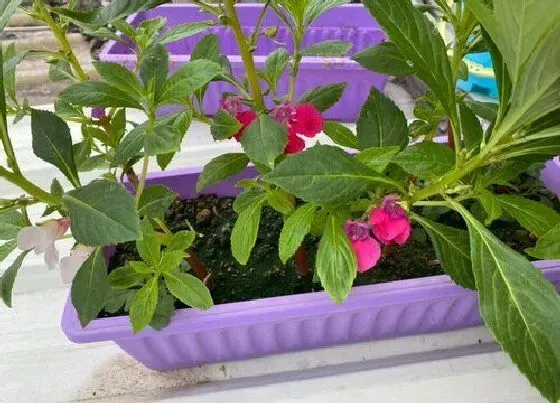 植物种类|凤仙花是草本还是木本