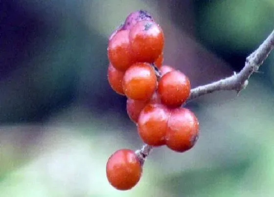 植物百科|小孩拳树又叫什么名字