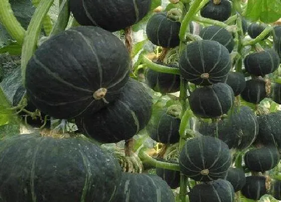 植物施肥|南瓜施什么肥最好