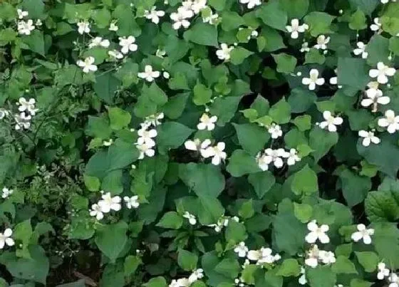 植物百科|鱼腥草又叫什么名称