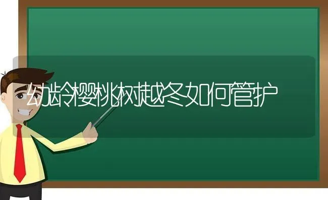 幼龄樱桃树越冬如何管护 | 瓜果种植