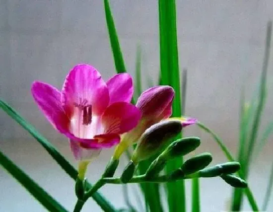 养殖方法|香雪兰花期过后怎么养护（香雪兰开过花花败后怎样处理）