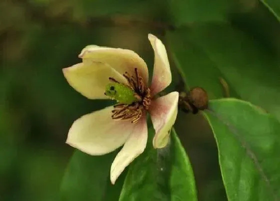 冬天植物|含笑耐寒吗