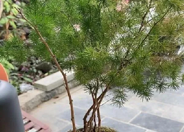 植物移栽|蓬莱松上盆时间与养护方法