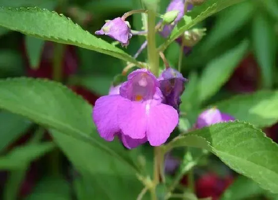 植物种类|凤仙花是草本还是木本
