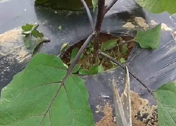 植物修剪|茄子什么时候剪枝合适