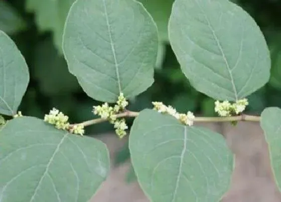 植物百科|虎杖开花吗 开花什么样子