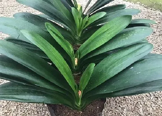 植物百科|君子兰是几年生植物