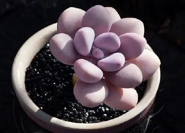 植物浇水|桃蛋多久浇一次水