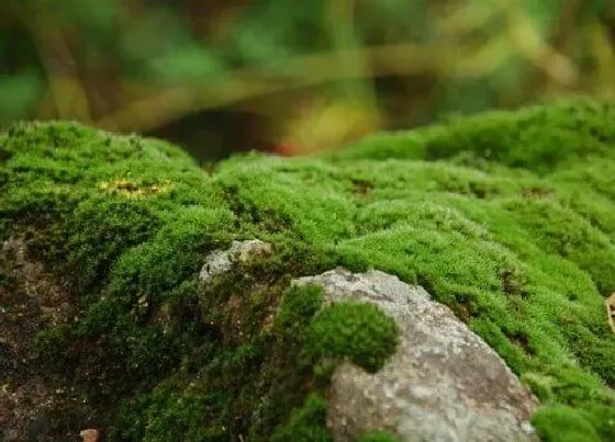 生长环境|青苔生长环境条件及特点