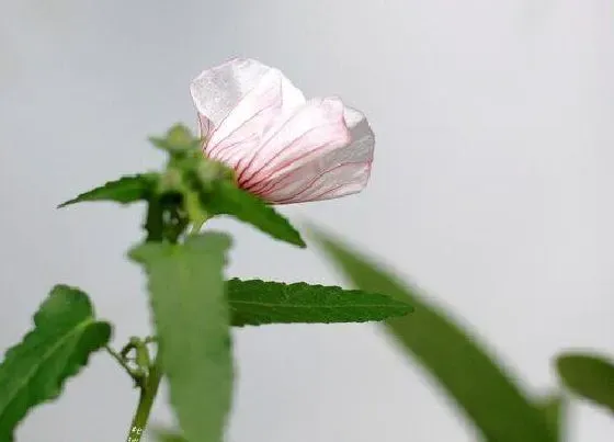 植物百科|木槿开花吗 开花什么样子