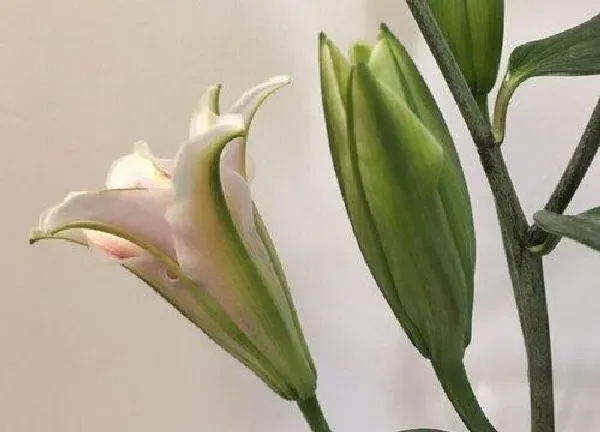 养殖科普|百合花喜水还是喜旱