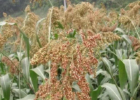 植物百科|秫秫是什么植物类别