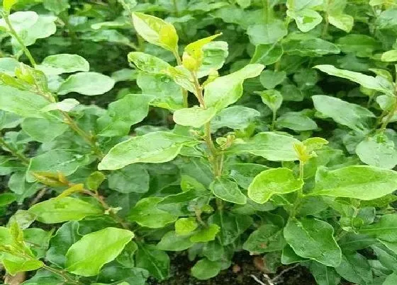 冬天植物|金弹子怕冷吗