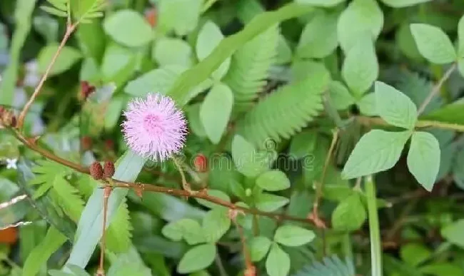 植物百科|农村容易与野菜混淆的常见有毒植物（人们常吃的有毒野菜）