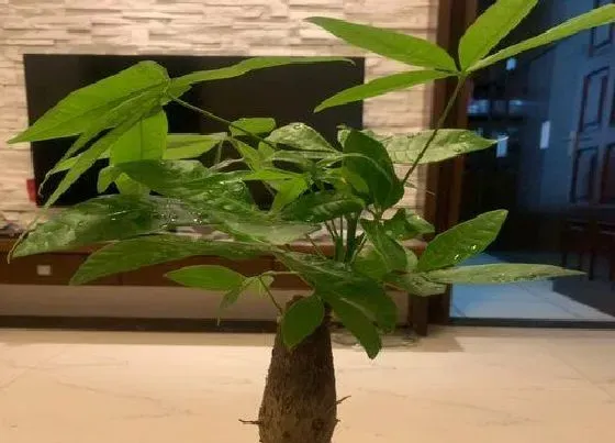 植物百科|发财树一年能长多高 一年长多少厘米