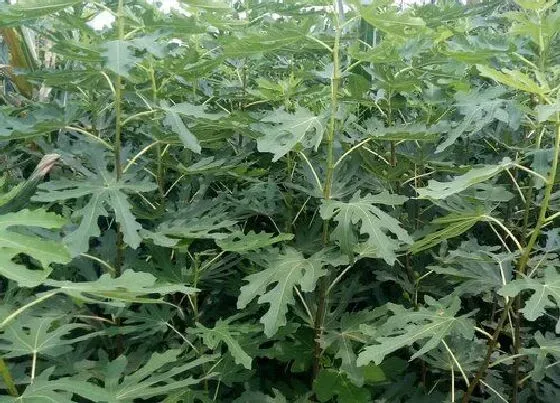 庭院摆放|庭院种无花果树好吗