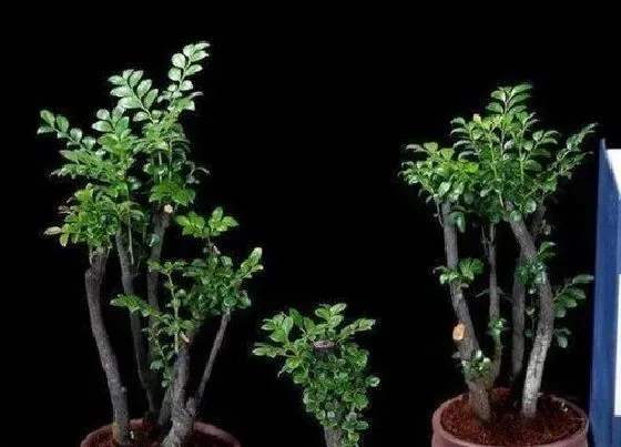 植物种类|小叶紫檀是什么树种 长什么样子