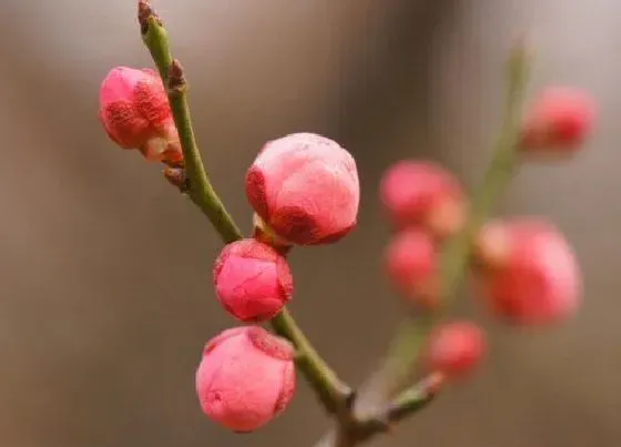 开花时间|梅花是什么季节开的花