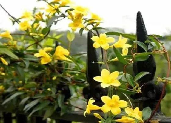 植物毒性|法国香水花有毒为什么还卖这么贵（香水茉莉毒性有多强）