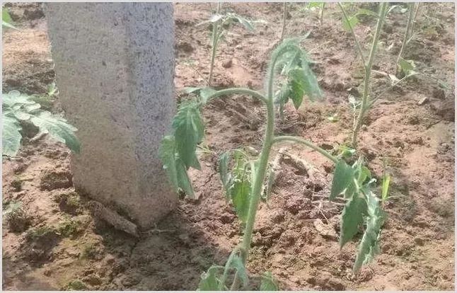 秋茬西红柿常见病害防治指南 | 种植技术