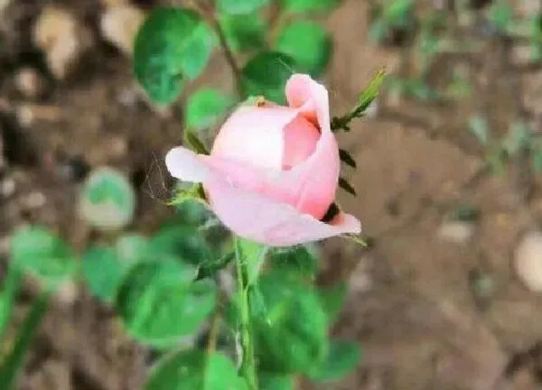 植物浇水|月季花夏天多久浇一次水