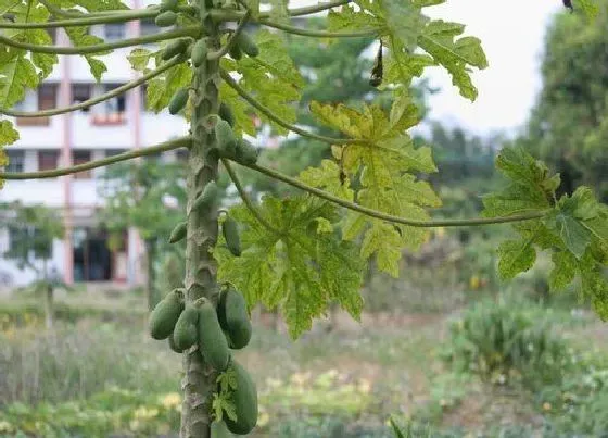 植物修剪|木瓜树怎么修剪方法