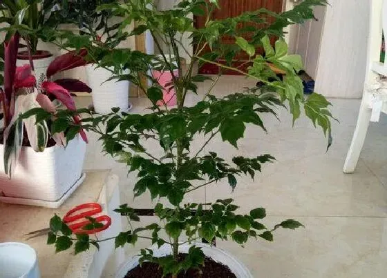 植物寓意|平安树的寓意与风水 象征寓意及摆放位置