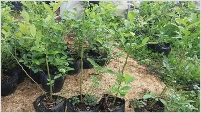 蓝莓引种好种植陪护吗？ | 种植技术