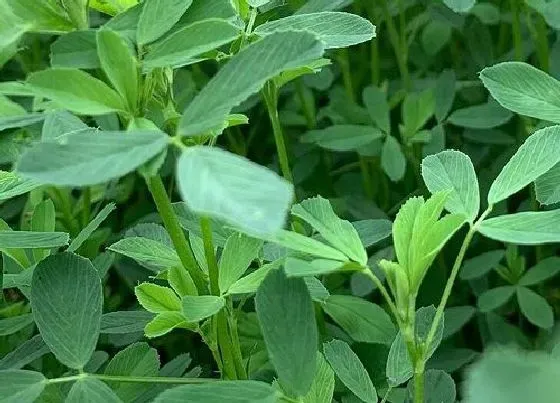 植物百科|紫花苜蓿是一年生还是多年生