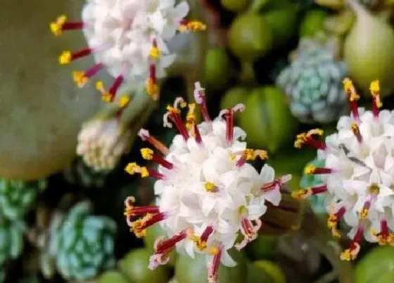 植物百科|多肉佛珠开花吗 开花是什么寓意