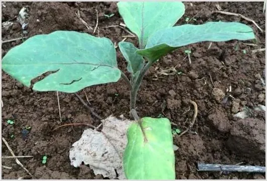 大棚茄子发黄的原因及防治 | 种植病虫害