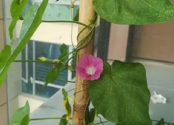 植物百科|喇叭花又叫什么花