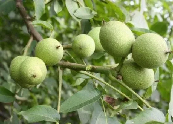 种植百科|香玲核桃栽种方法和注意事项