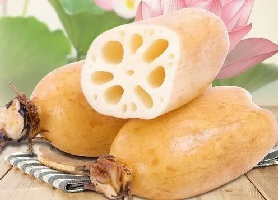 营养价值|莲藕和什么不能一起吃