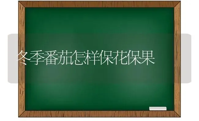 冬季番茄怎样保花保果 | 瓜果种植