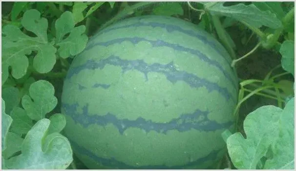 西瓜什么季节成熟 | 耕种资料