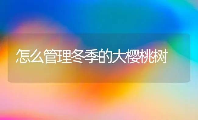 怎么管理冬季的大樱桃树 | 瓜果种植