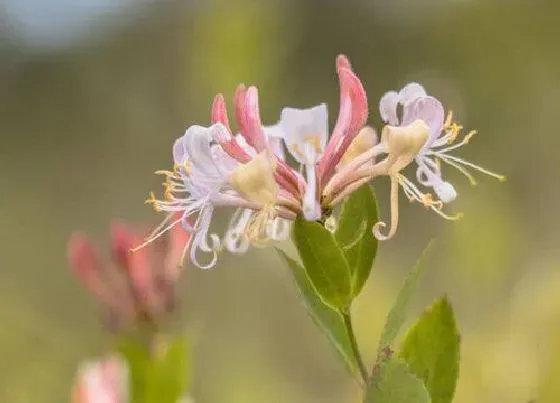 种子|金银花会结籽吗