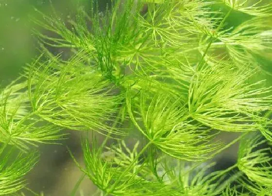 植物百科|金鱼藻生长在什么地方