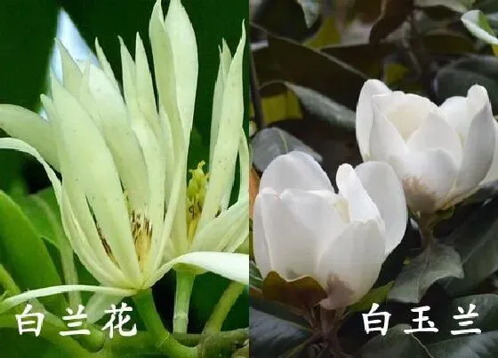 植物种类|白兰花和白玉兰是一种花吗